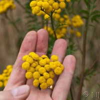 Tansy
